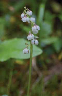 Pyrola rotundifolia subsp. rotundifolia. Foto T.Abeli