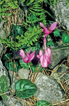 232 Cyclamen purp.jpg