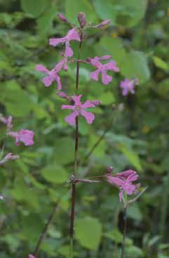 Silene viscaria. Foto G.Parolo