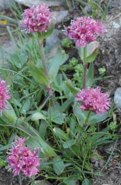 Silene suecica. Foto P.Arrigoni