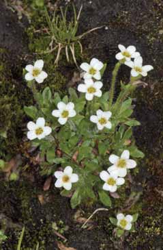 Saxifraga androsacea. Foto G. Parolo