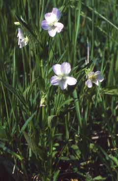 Viola elatior. Foto S.Frattini