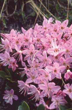 Rhodothamnus chamaecistus. Foto S.Frattini