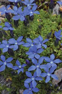 Gentiana bavarica. Foto G.Parolo