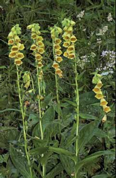 268 Digitalis gran.jpg