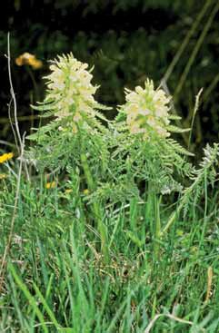 278 Pedicularis fol.jpg