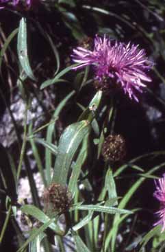 342 Centaurea rh.jpg