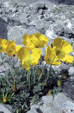 Papaver alpinum subsp. rhaeticum. Foto A.Mondoni