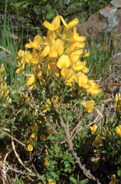 Genista pilosa. Foto G.Brusa