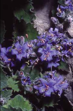 310 Campanula elat.jpg