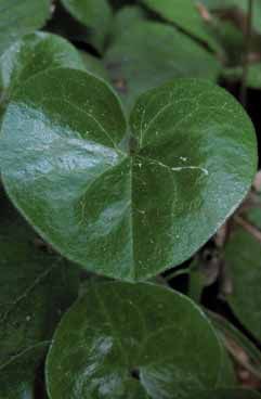 Asarum europaeum. Foto G.Nicolella