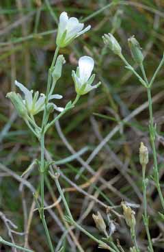 Minuartia laricifolia subsp. ophiolitica. Foto G.Gestri