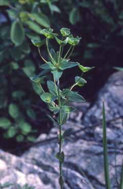 Euphorbia variabilis. Foto S.Frattini