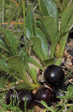 Arctostaphylos alpinus. Foto G.Parolo