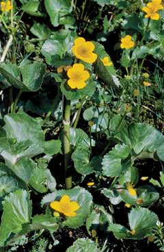 Caltha palustris. Foto G.Parolo