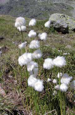 Eriophorum scheuchzeri. Foto G. Parolo