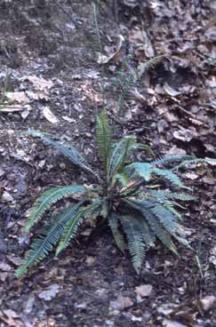 Blechnum spicant. Foto S. Frattini