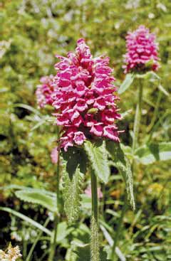 258 Stachys pr.jpg