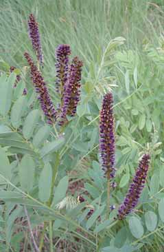 Amorpha fruticosa. Foto G. Brusa