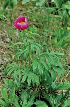 Paeonia officinalis subsp. officinalis. Foto G.Parolo