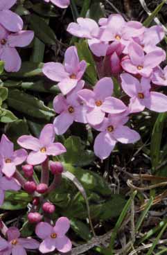 Daphne cneorum. Foto G. Parolo