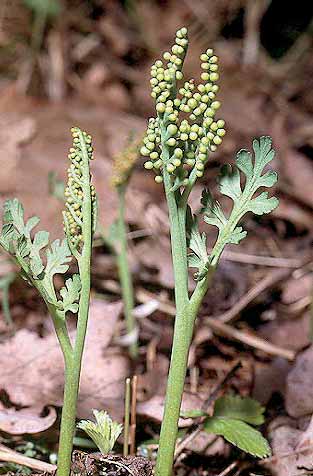 Botrychium matricariifolium Foto J. Hlasek