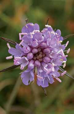 302 Scabiosa vest.jpg