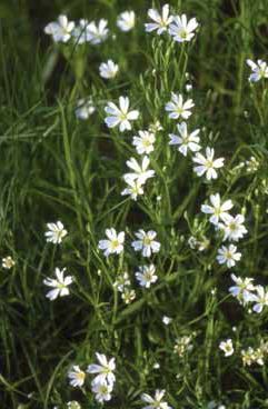 Stellaria holostea subsp. holostea. Foto S.Frattini