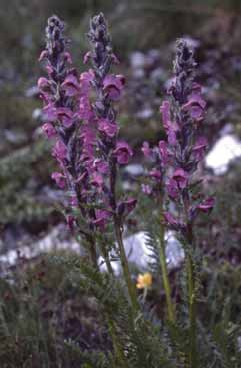 283 Pedicularis ro.jpg