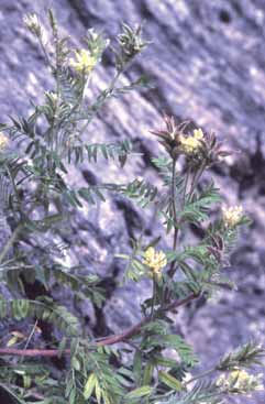 Oxytropis pilosa. Foto S.Frattini