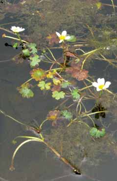 Ranunculus aquatilis. Foto D.Longo