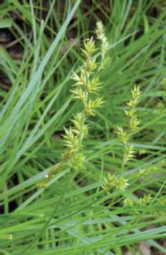 429 Carex elongata.jpg