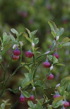 Vaccinium mirtyllus. Foto T. Abeli