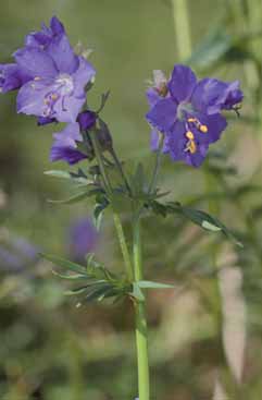 248 Polemonium cae.jpg