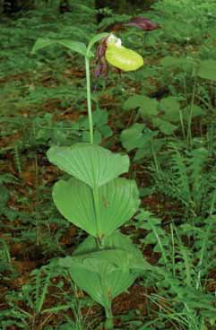 Cypripedium calceolus. Foto S. Pierce