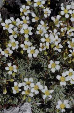 Saxifraga caesia. Foto G.Parolo