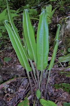 Phyllitis scolopendrium subsp.scolopendrium. Foto G.Parolo