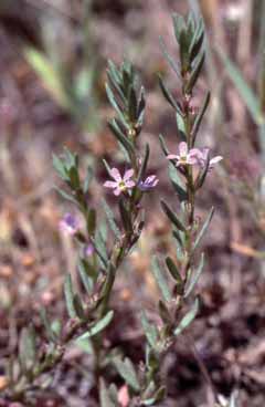 Lythrum hyssopifolia. Foto S.Frattini