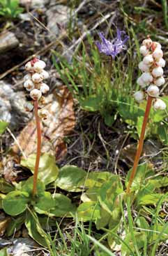 Pyrola minor. Foto G.Parolo