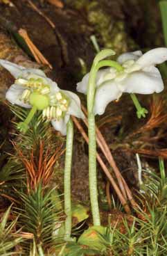 Moneses uniflora. Foto G.Parolo