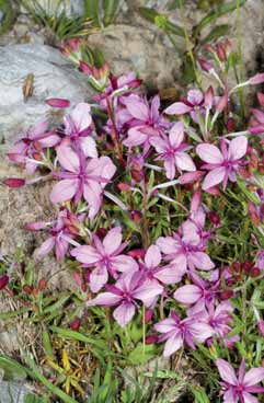 Epilobium fleischeri. Foto G.Parolo