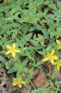 Hypericum humifusum. Foto S.Frattini