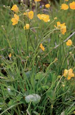 Ranunculus auricomus. Foto F.Fenaroli