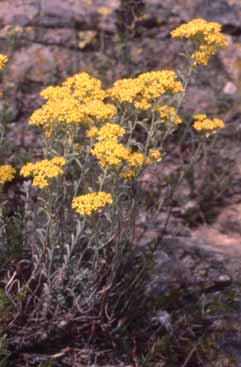 Alyssum bertolonii subsp. bertolonii. Foto S.Frattini