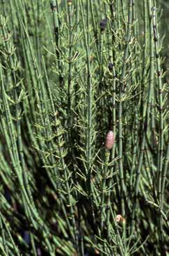 Equisetum fluviatile. Foto S. Frattini