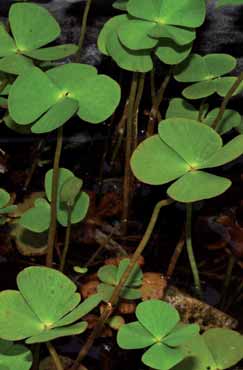 Marsilea quadrifolia. Foto G.Parolo