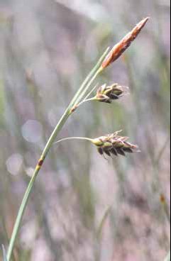 437 Carex limosa.jpg