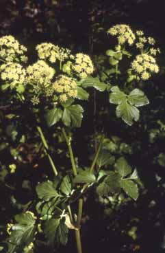 Smyrnium olusatrum. Foto S.Frattini