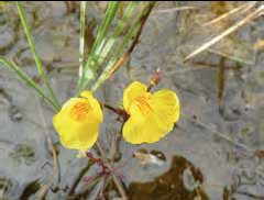 287a Utricularia australis.jpg