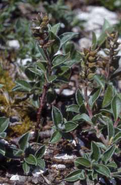 Salix alpina. Foto S.Frattini